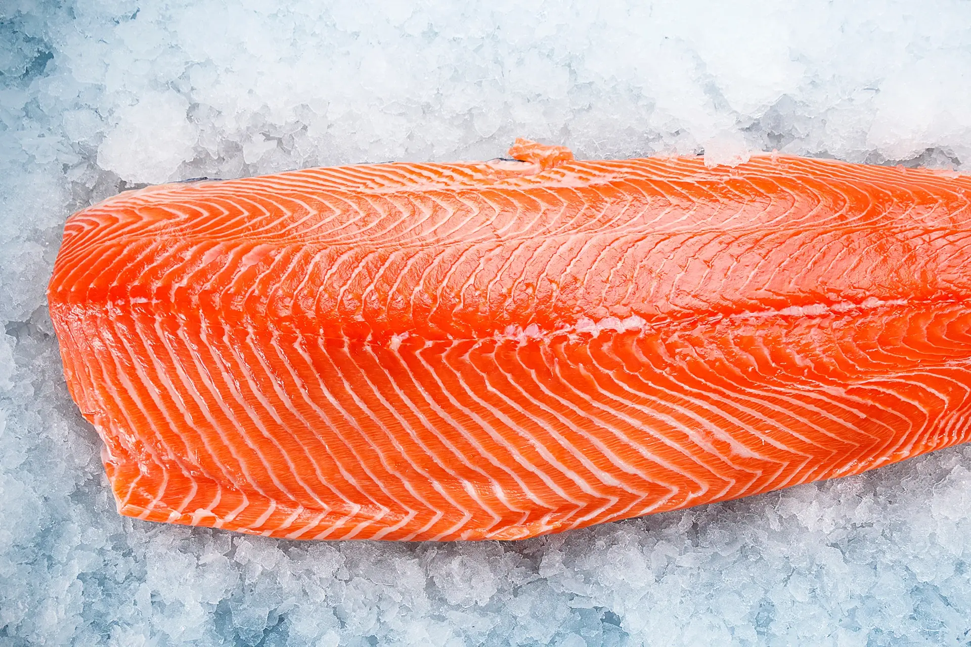 Eismeersaibling frisch auf den Tisch